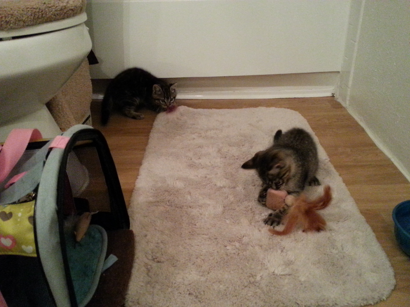 Illustration for article titled This Stupid Shutdown and Kitten Update